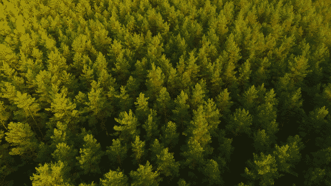 An aerial view of a field of pine trees.